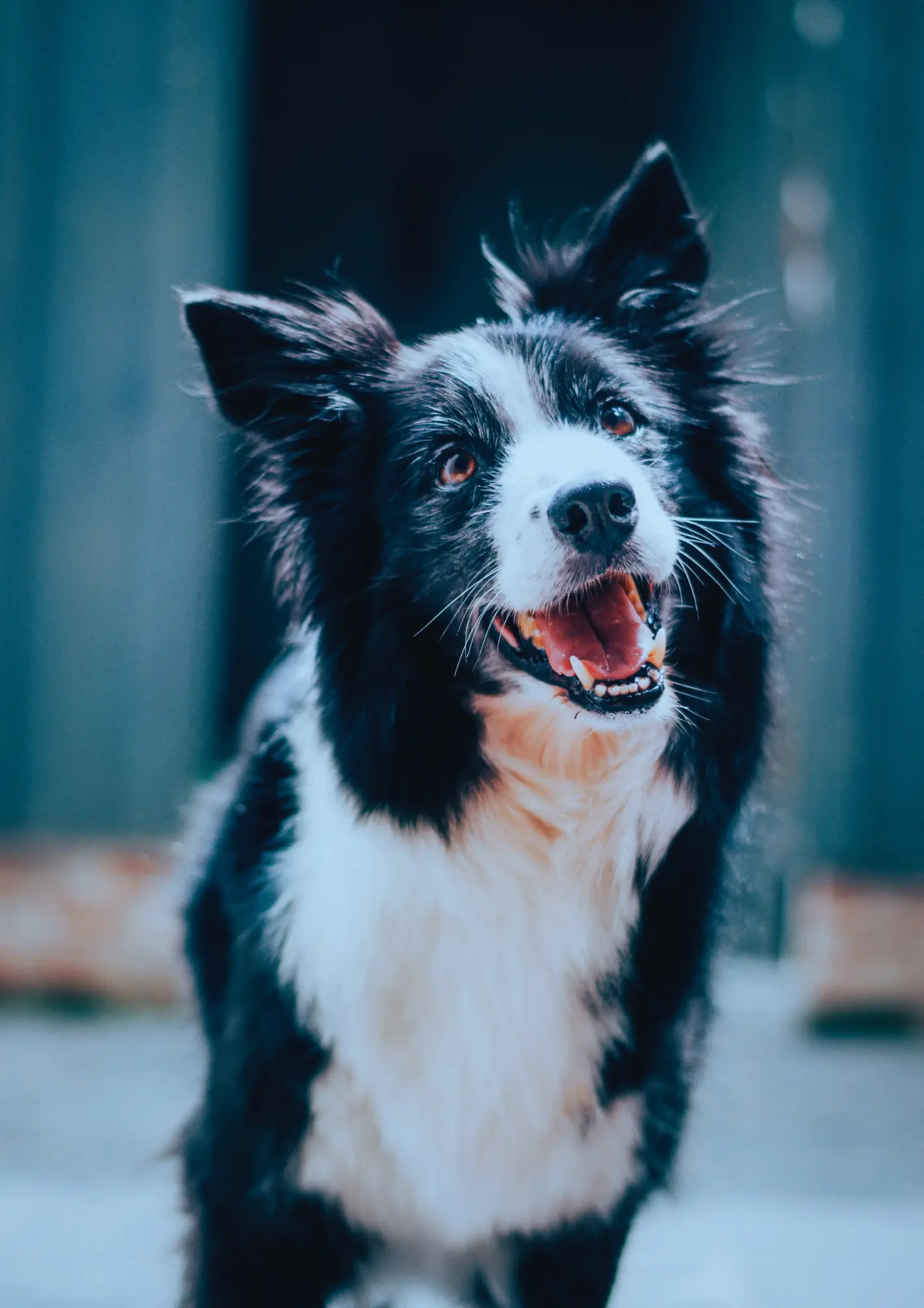 Ein glücklicher schwarz-weißer Hund, vermutlich ein Border Collie, der fröhlich in die Kamera schaut. Sein ausdrucksstarkes Gesicht und die lebendigen, aufgestellten Ohren vermitteln Lebensfreude. Dieses Bild symbolisiert das besondere Hundespezial-Angebot von globboard, bei dem Hunde herzlich willkommen sind.